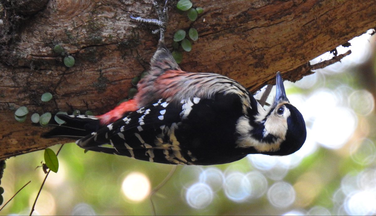 제주큰오색딱다구리를 만났다. 오랫동안 만나는 것이 소원이었던 새를 드디어 만났다! 오색딱다구리와는 다르게 가슴에 세로의 검은 줄무늬가 특징. 크기도 조금 더 컸다. 
제주도의 큰오색딱다구리는 제주도 아종이라고.