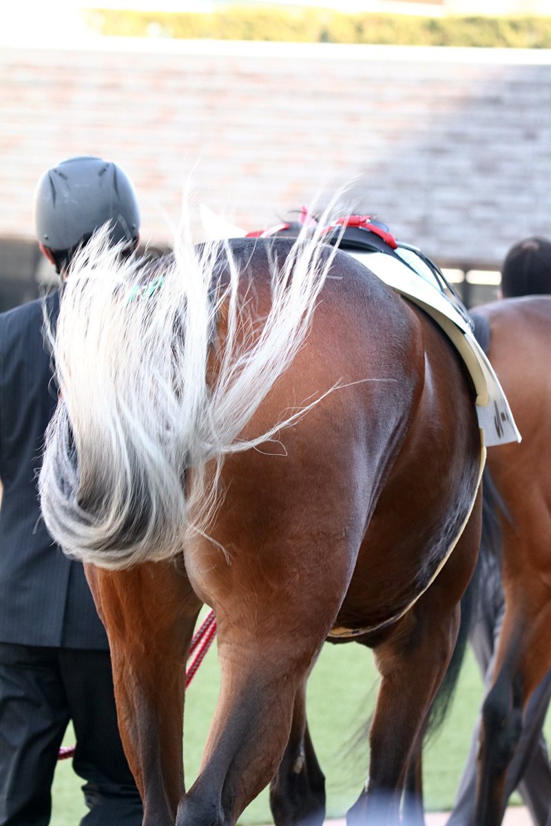 1月17日（土）京都競馬場
4R メイクデビュー京都
プリュイドール …その④
シルバーに輝く尻尾
ほんとにキレイ✨
#プリュイドール
#オルフェーヴル産駒