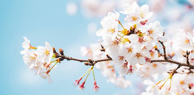🗡️🌸〜💕 tweet media