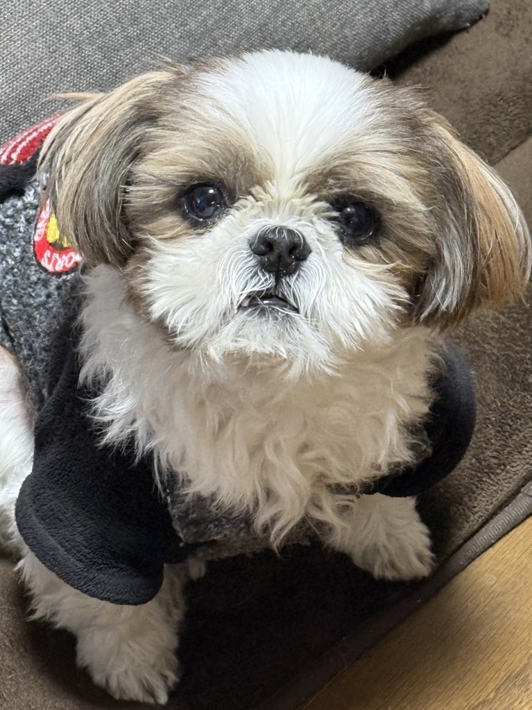 うまちゃん。 (@uma_xilinx) / Posts / X