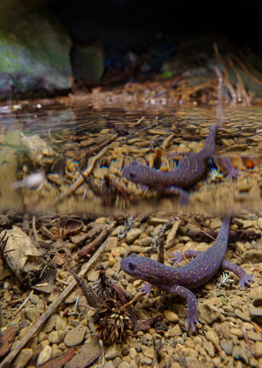 正直一人ではライティングが無理なので、友人達に助けていただきました。感謝〜
リフレクション作るの楽しいので、感覚を忘れない為にも年一くらいで極寒フィールドはやらないとなぁ…

ヒガシヒダサンショウウオ
Hynobius fossigenus