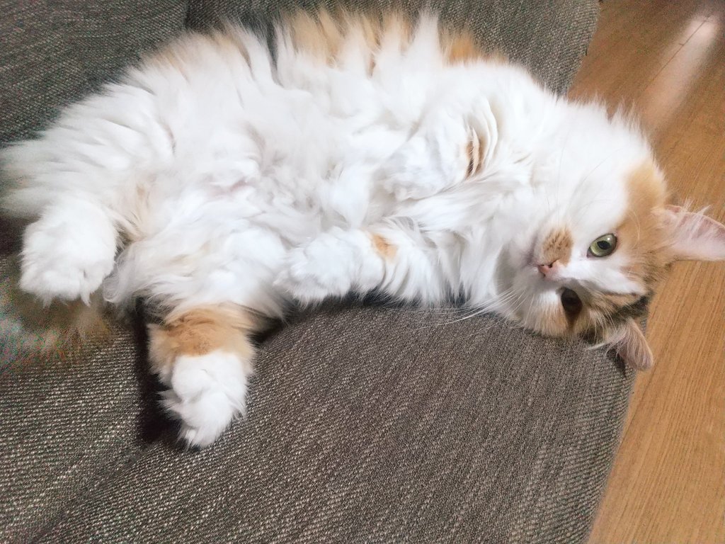 ネコ好きおじさん (@nekomito0729) / Posts / X