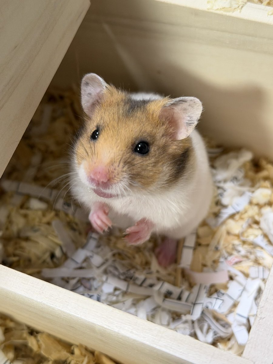 すーぱーくりーぱー tweet media