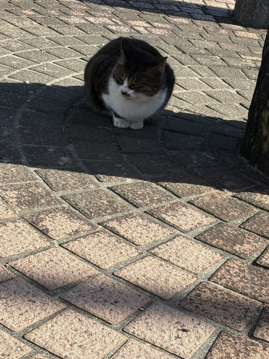 セキケイコ (@KeikoCats) / Posts / X