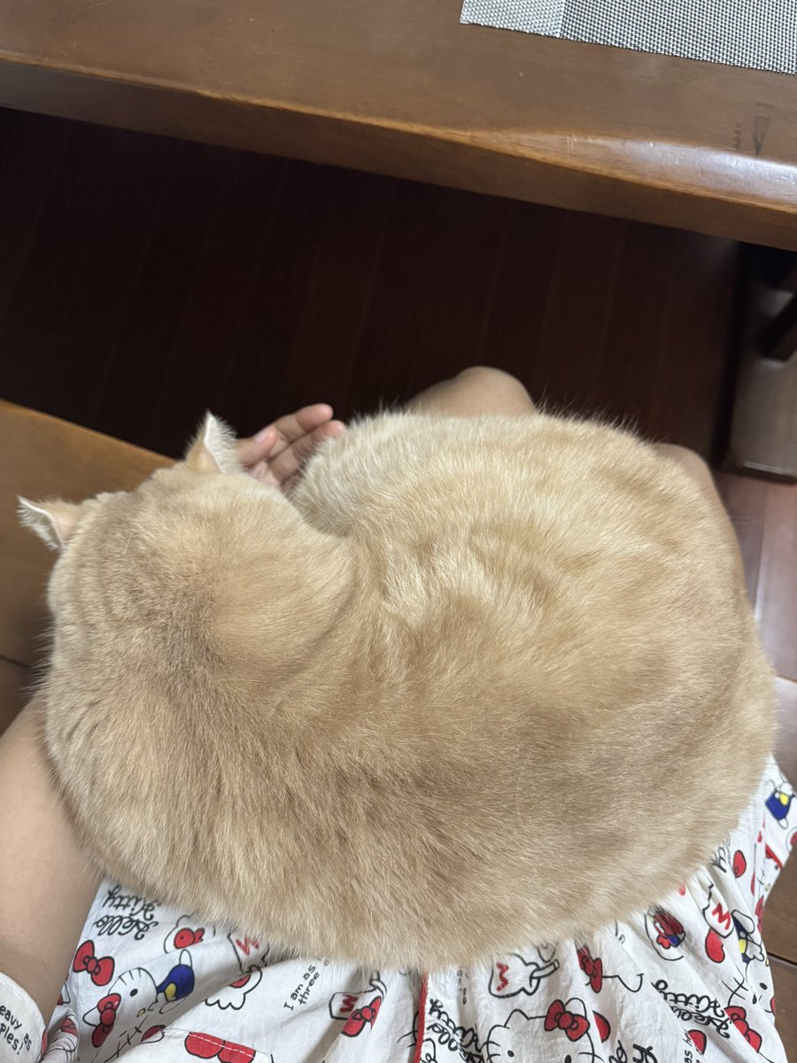 แมวคือเด็กจริงๆๆ เขาไม่รู้ตัวว่าเขาโตแล้วอะ