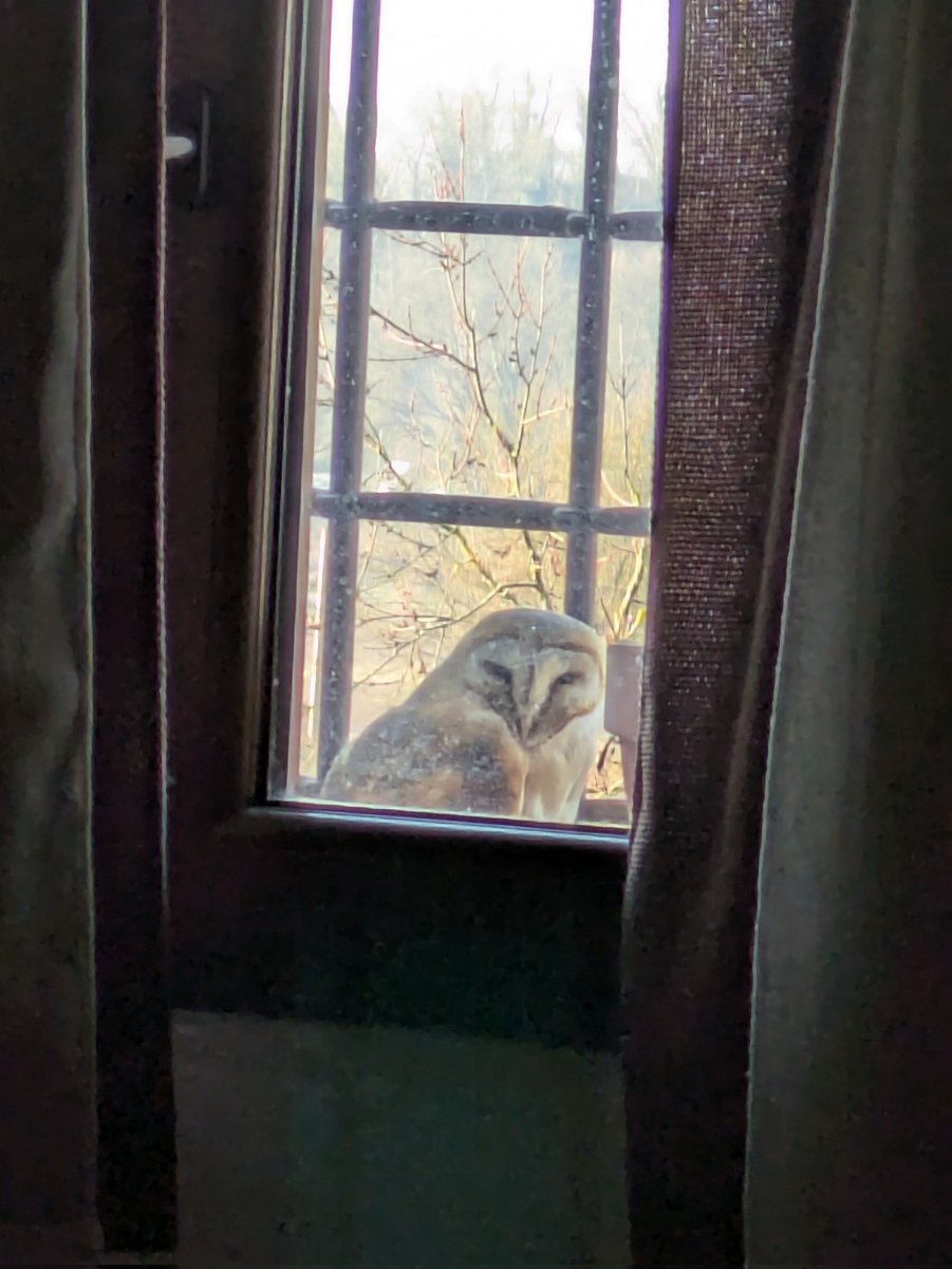 Il privilegio di svegliarmi e trovare questo splendido essere della notte a benedire la mia giornata. Mai successo prima d'ora. Grazie, barbagianni 🥹🤍