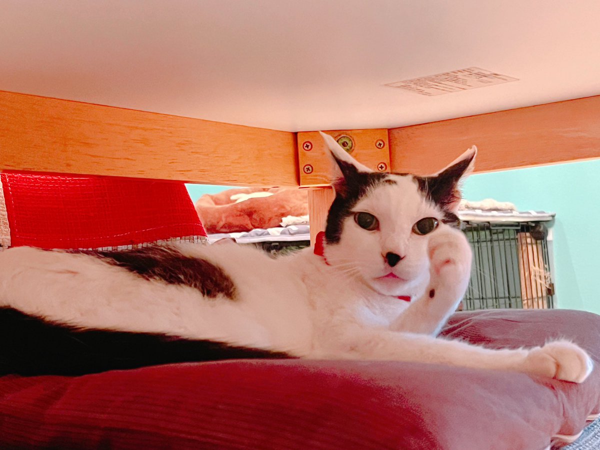 夜猫。もう絶対ここからどかない猫。