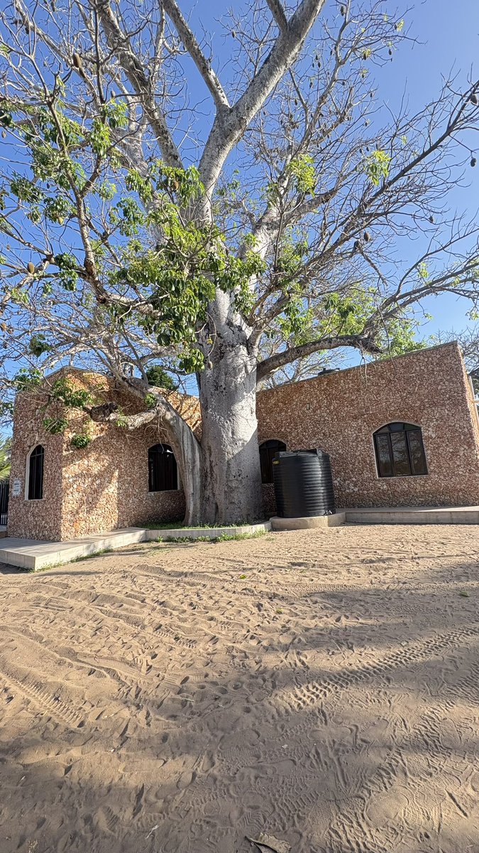 lucindajanet's tweet image. Now this is some good use of coral stone😃