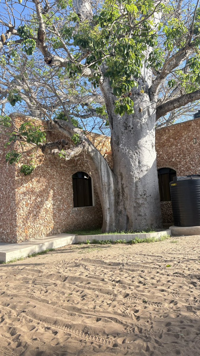 lucindajanet's tweet image. Now this is some good use of coral stone😃