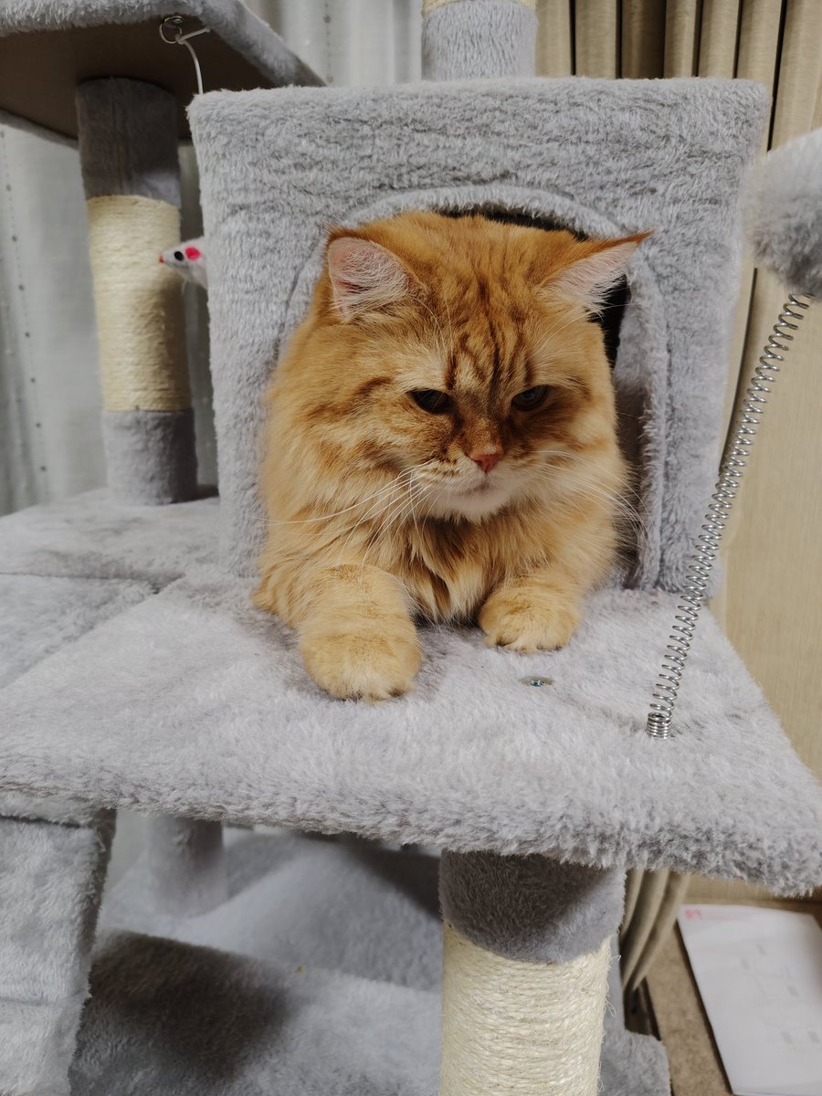 IYi7CB7ApbinnVR's tweet photo. 最近お気に入りのキャットタワーに居る茶々丸
飼い主と遊ぼうや〜
茶々丸「……」
 #猫のいる暮らし  #猫好きさんと繋がりたい  #猫好きさんと繋がりたい𓏲𓎨 https://t.co/JEVtHOsndI