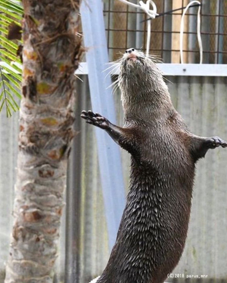 Steve is feeling fabulous today!
