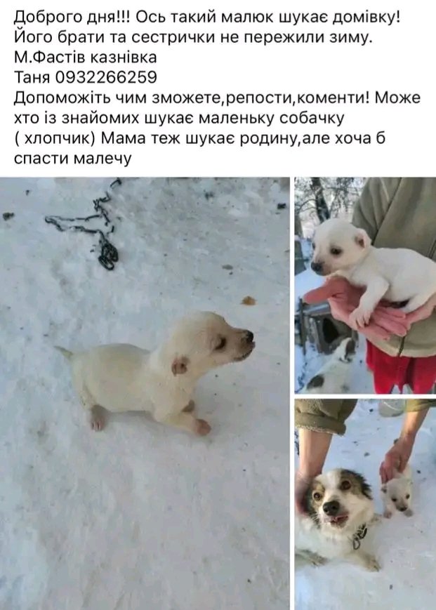 Ропостніть, будь ласка.!!! Може знайдеться людина, яка забере малого ...