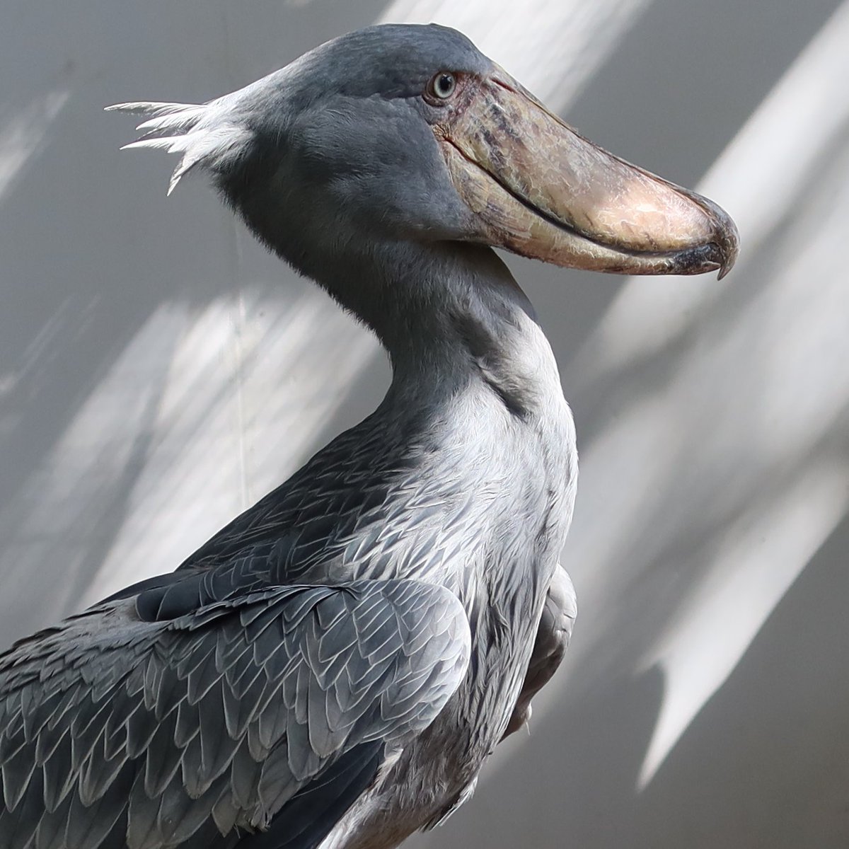 RT @matsuevogelpark: ハシビロコウという名の生きる彫刻品です