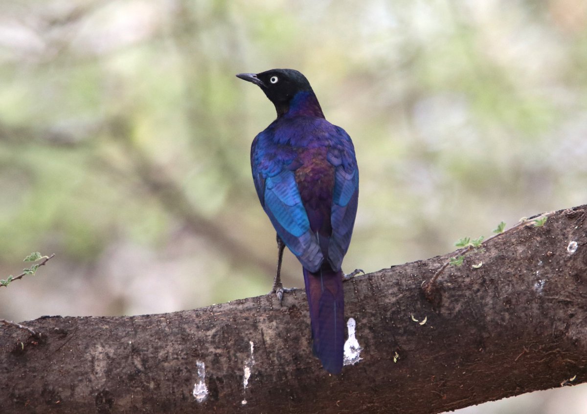 ConQuestbirding's tweet photo. Rüppell’s Starling, when seen in good light, displays a noticeable iridescence and is mostly purple with green wings and a rich maroon belly. #BirdsSeenIn2026 #birdwatching #birdphotography https://t.co/WjgaWB96iS