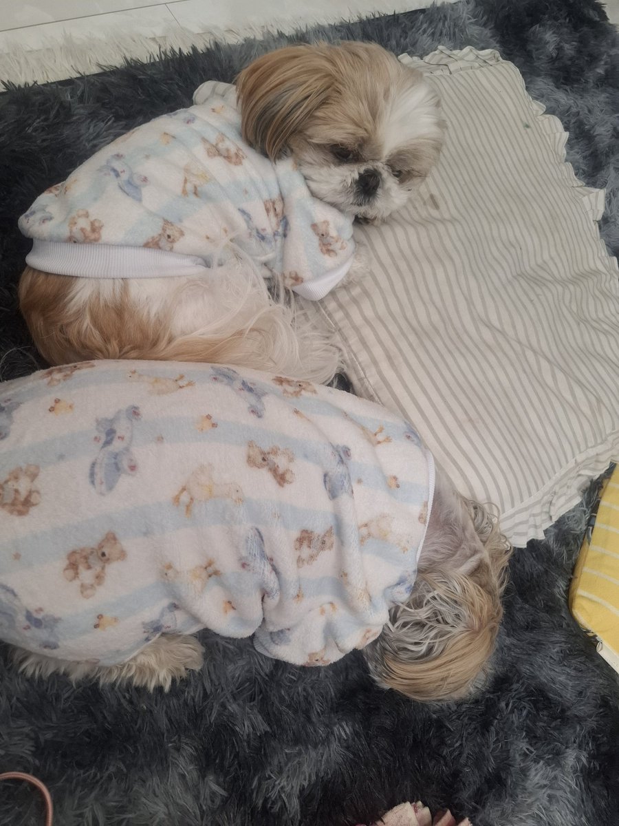 ALGSって悔しい気持ちも本当激熱なんだよね😭
こんなに熱くなれることしたのいつだろう‥🥺

ももさん赤ちゃんの頃にapexの
配信音で生活してたから
音慣れしててちゃっかりと
ALGS見てる姿が愛おしい🥺💕