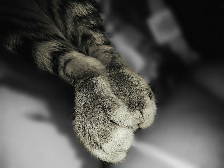 AnonymousDotCo1's tweet photo. Art of the Day! "smoosh beans". Buy at: https://t.co/cMIBwMzs3t https://t.co/cS7qx8AcNP