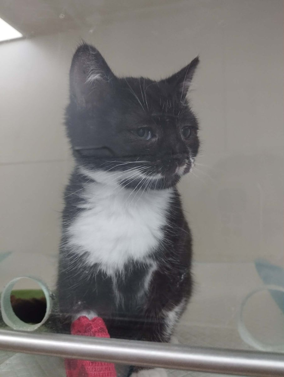 Nie udało się zebrać potrzebnej kwoty, na opłacenie leków, badań i operacji szafirka...

Może to przez wczorajszą awarię X, bo nie działał jak trzeba.

Zbiórka wydłużona, mamy jeszcze szansę dziś go uratować!

I proszę o Waszą pomoc 🙏 
ratujemyzwierzaki.pl/szafirekk