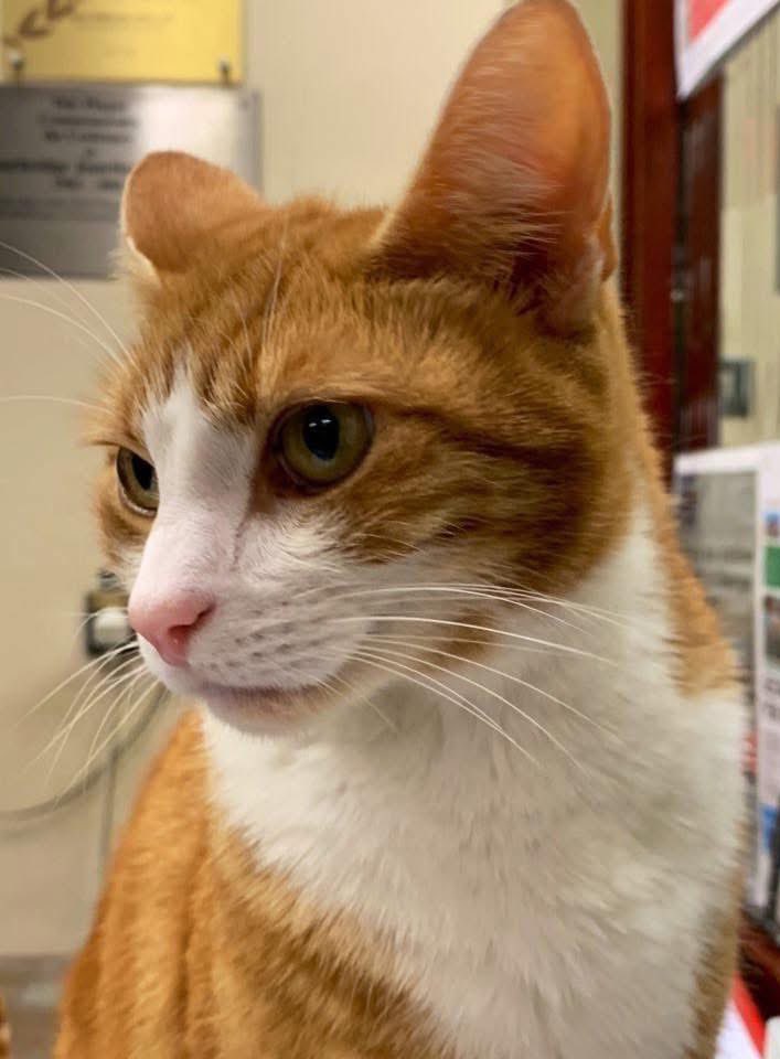 TheStourbridge's tweet image. Good morning &amp;amp; welcome to #Caturday 

Kindness costs nothing, but it changes everything… so share it freely

Sprinkle kindness like cat fur… absolutely everywhere

#cats #cats #Cat #CatsOnTwitter #CatsOfTwitter