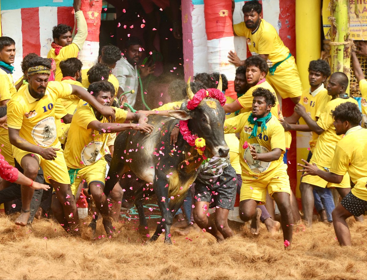 ஜல்லிக்கட்டின் நீண்ட நாள் கோரிக்கையை தமிழக முதல்வர் <a href="/mkstalin/">M.K.Stalin - தமிழ்நாட்டை தலைகுனிய விடமாட்டேன்</a> இன்று நடைபெற்றுக் கொண்டிருக்கும் அலங்காநல்லூர் ஜல்லிக்கட்டு போட்டிகளில் அதிக மாடுகளை பிடிக்கும் வீரர்களுக்கு கால்நடை பராமரிப்பு துறையில் அரசு பணி வழங்கப்படும் என்று அறிவிப்பு  வெளியிட்டுள்ளார் மிக்க மகிழ்ச்சி நன்றி 🙏