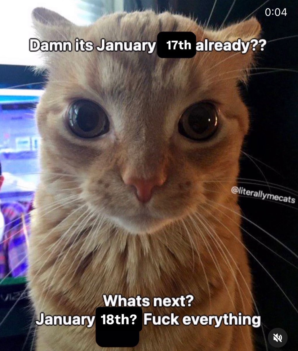 LiterallyMeCats (@literallymecats) on Twitter photo 