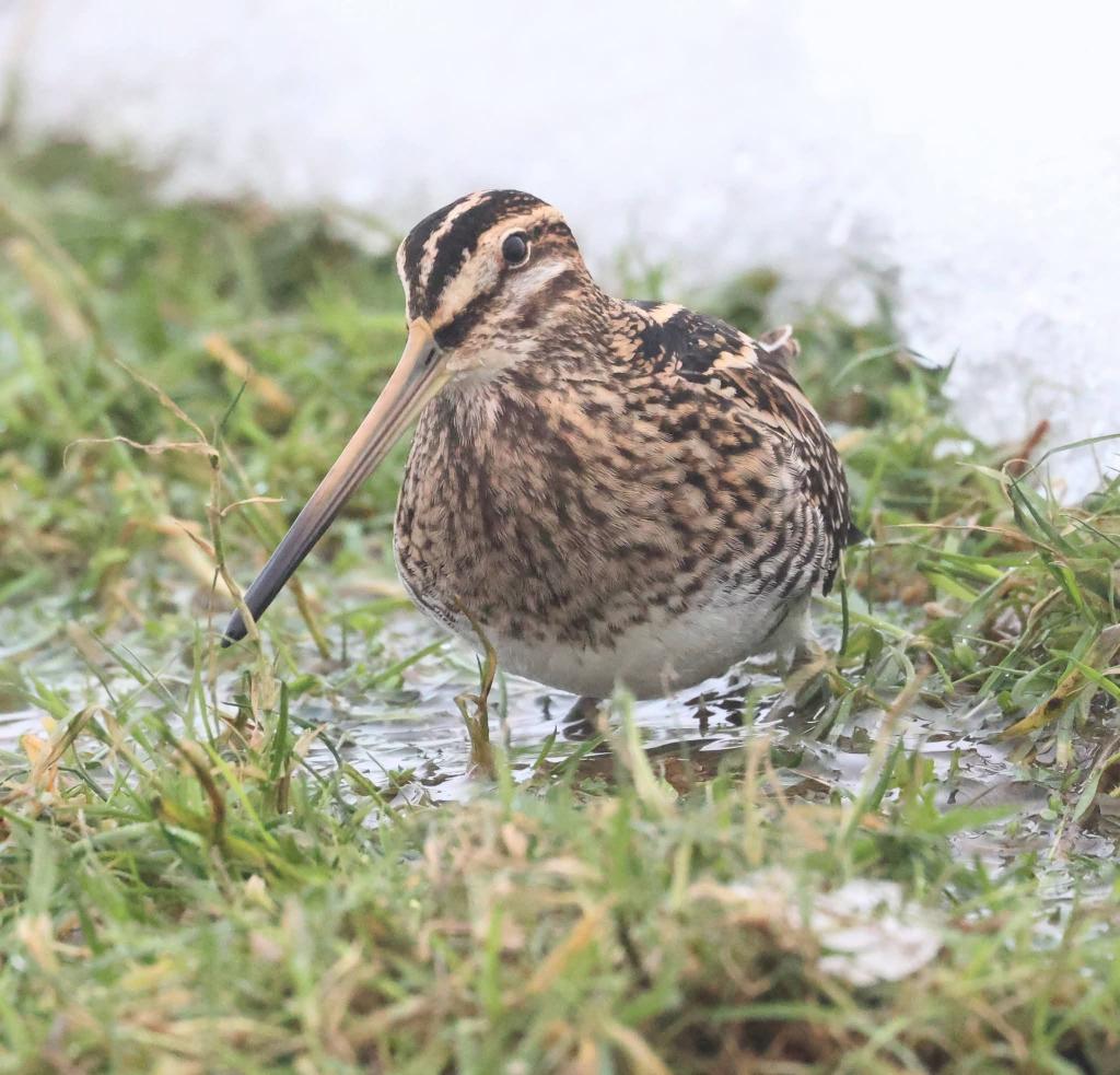 BritishBirds.com tweet media