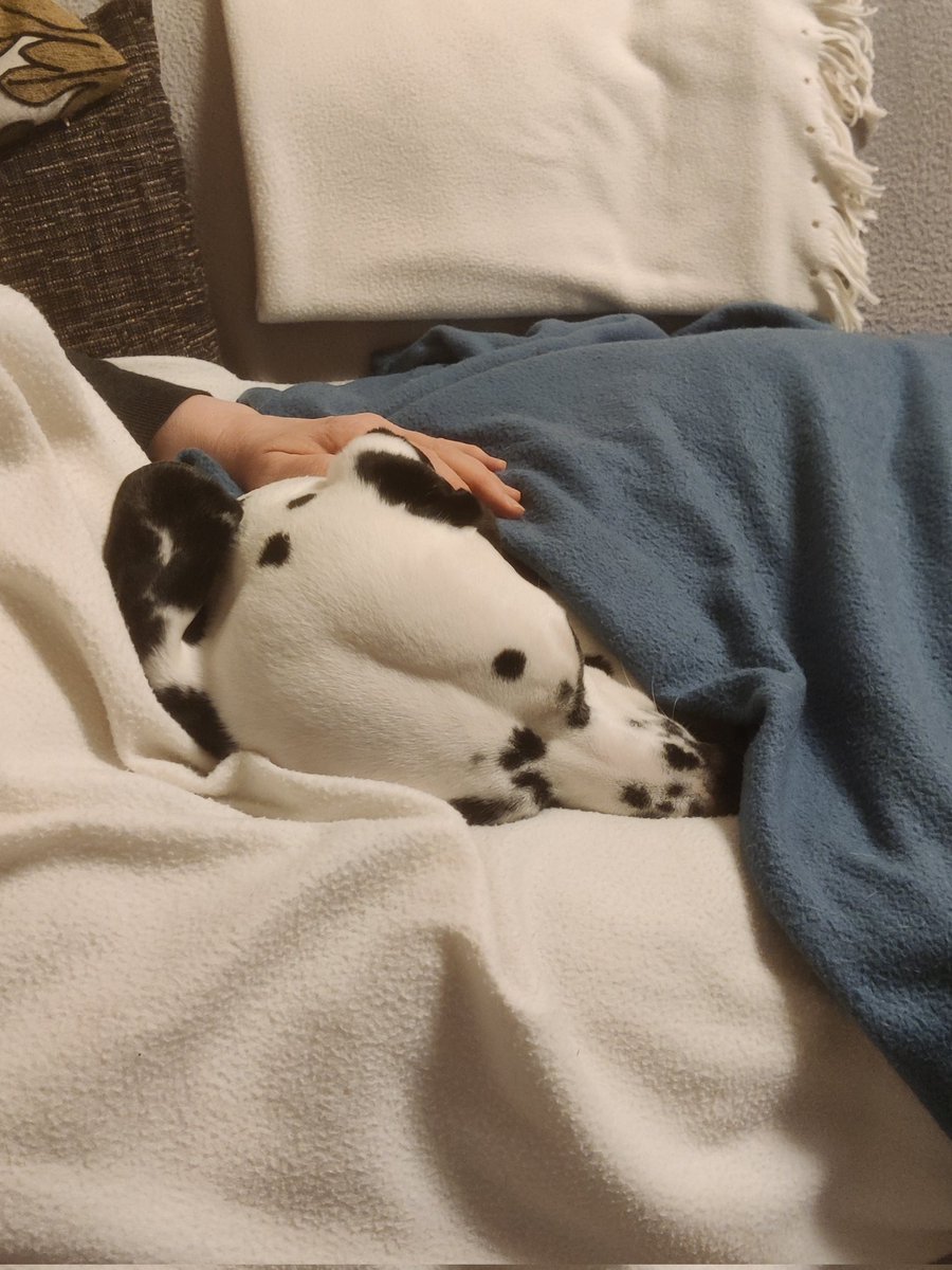 tapoykko's tweet photo. Hyvä keino vähentää syömistä, on jakaa palat koiran kanssa siltä osin kun se on koiralle sopivaa. #niksi https://t.co/X6MWoGxIaS