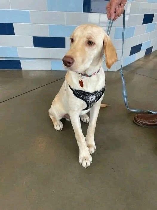 Mr PitBull tweet media