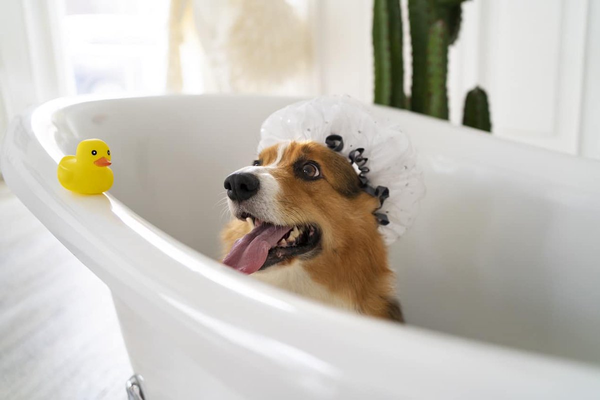 hometrottersorg's tweet image. Less Mess, Less Stress: Managing Dog Baths in Busy Pet Households
thehometrotters.org/managing-dog-b…

#LessMess #Stress #Managing #DogBaths #Busy #Pet #Households #Lifestyle