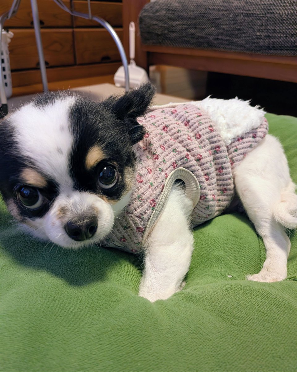 Y6w1erIZKKgi9fE's tweet photo. 2000円の服を着た人間が犬に4000円の服を着せてるのちょっとしたバグやなと思ってる https://t.co/1JiwHTWiul