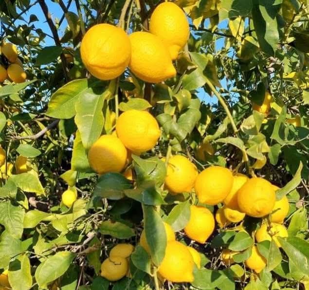 LÜTFEN DİKKATE ALALIM VE 🍋 PAYLAŞALIM ,,

 🍋 1970 yılından bu yana limonun kolon kanseri, prostat kanseri, 🍋 göğüs kanseri, akciğer kanseri ve boğaz kanseri gibi oniki kanser 🍋 tipinde hücreleri yok ettiği 🍋 bilinmektedir 🍋🍋 Limon kanser hücrelerini ortadan 🍋 kaldıran,,