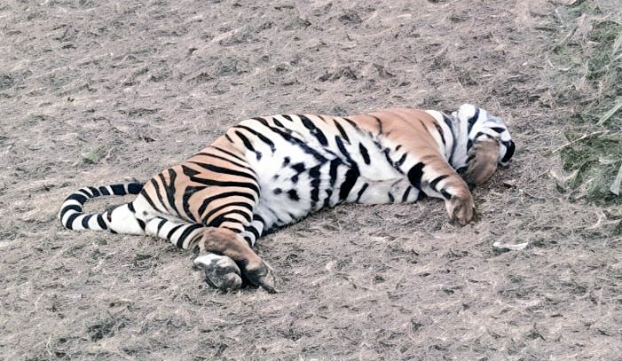 gristvikash's tweet photo. Tiger's death.The incident is from Putpura village Kherwahar (PF112) in the Dhamokhar range of @BandhavgarhTig2.where the tiger got trapped in fencing wires around a farm enclosure, leading to its death.This is the 3rd tiger death in #BTR this month.
@ntca_india 
@minforestmp https://t.co/u372sJpF1g