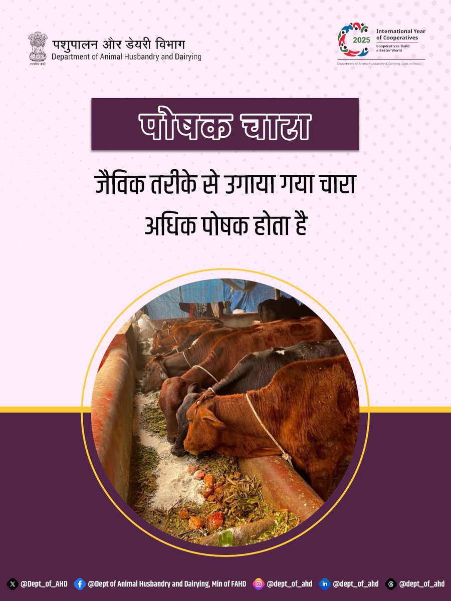 Dept_of_AHD's tweet image. जैविक तरीके से उगाया गया चारा अधिक पौष्टिक होता है, जिससे पशुओं की सेहत और उत्पादकता बेहतर होती है।

#MissionLiFE #OrganicFarming #DAHD #SustainableAgriculture #GreenIndia