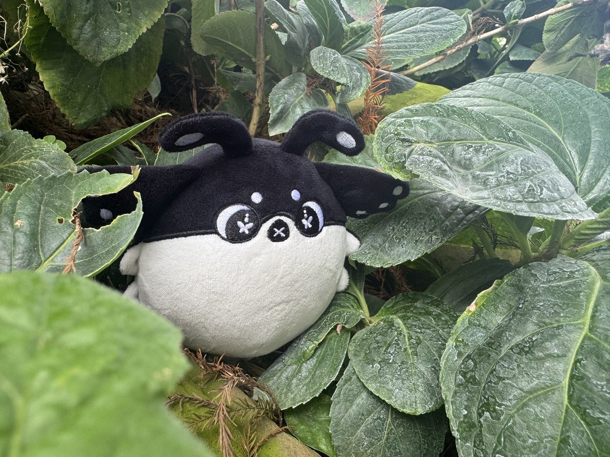 superdirtypool's tweet image. 小肥肥翻山越嶺
 #Pupals