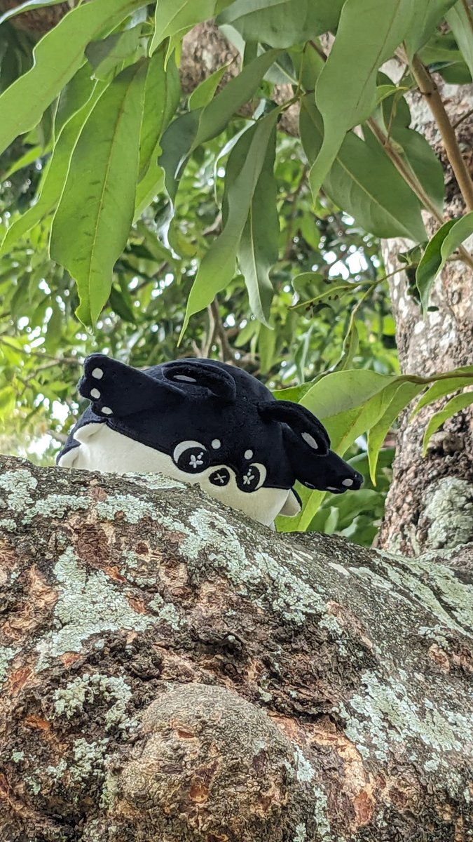 superdirtypool's tweet image. 小肥肥翻山越嶺
 #Pupals