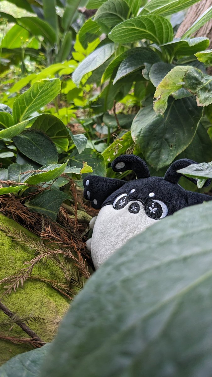 superdirtypool's tweet image. 小肥肥翻山越嶺
 #Pupals