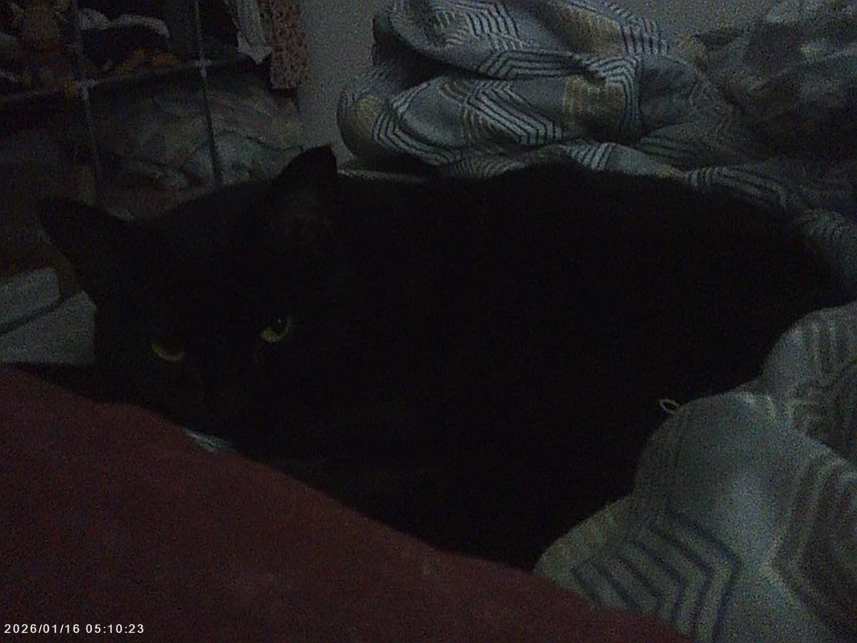 Sr_Morgana's tweet photo. My baby ❤️‍🩹 https://t.co/OwwytRbRGQ