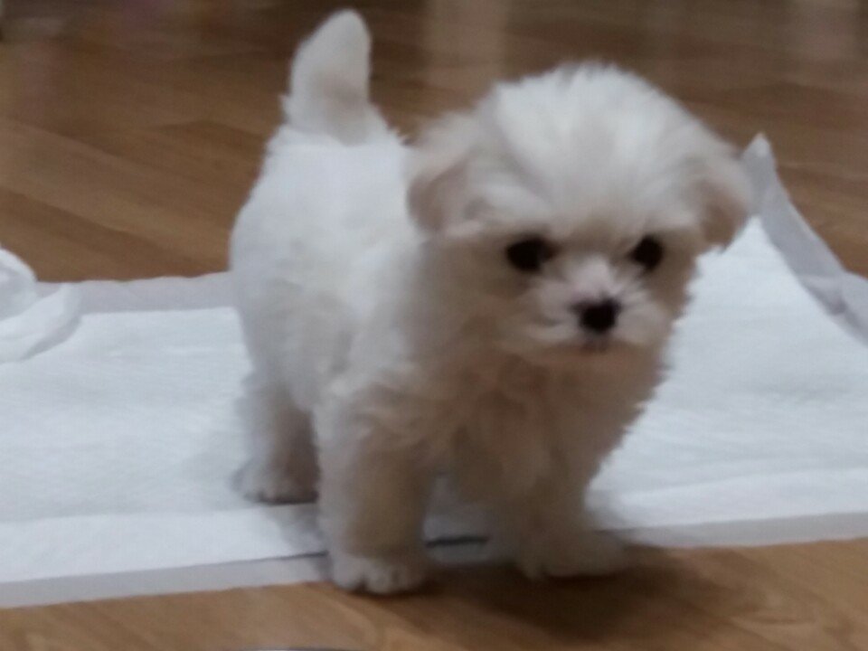 gwongyubin1's tweet image. #블루레이디트친소 #블루레이디 #블루트친소 

인사를 다시 하고 싶어가지구!!
다들 반갑습니다!☺️☺️
2n살 대학교 막학기 생입니다.
일상 글 올리면서 열심히 소통할 예정이예요!! 저는 영화, 강아지, 투자, 책 다방면에 관심이 많습니다!! 2026년 주급 만들기랑 취뽀가 목표입니다!! 흔적 남기시면…