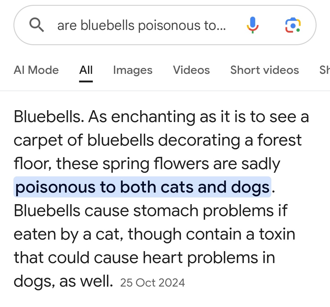 #Mlbtwt 
Fun fact: The Bluebell flower which Adrien has used to describe ladybug are poisonous to cats. Similar to how buttercups are poisonous while attracting insects