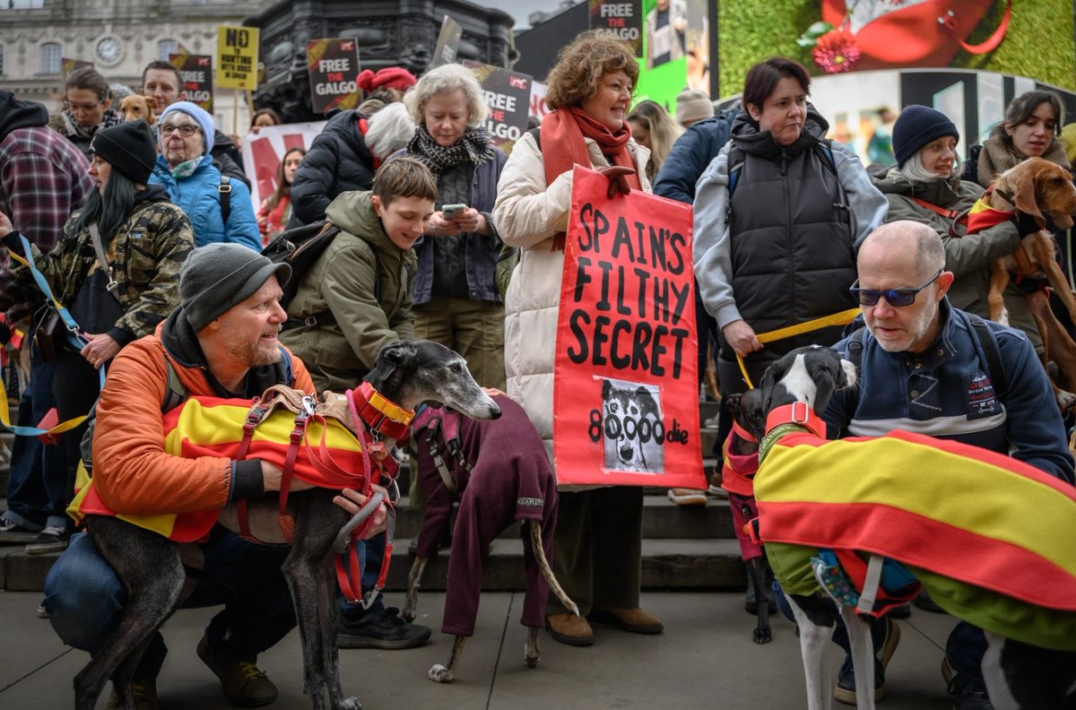 🇬🇧Cientos de británicos marchan contra la crueldad hacia los perros de caza en #Espana 
Cientos de personas y sus perros saldrán a las calles británicas en varias protestas pacíficas que exigen el fin del maltrato a los perros de caza en España

➡️Noticia: goo.su/u10U1