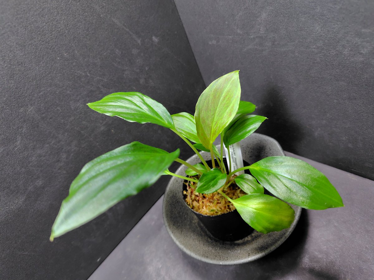 Homalomena hyb.濡烏×スラウェシナロー(神畑)【YR2301-f1】 Homalomena