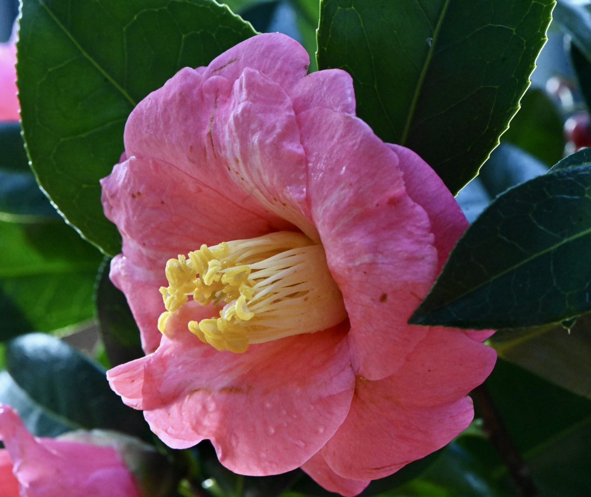 Camellias are advancing well with their flowering. 
In four weeks time, 14th February, you’ll be able to enjoy them <a href="/bordehillgarden/">Borde Hill Garden</a> where there are 80 varieties to be discovered!

#camellias #camelliashrubs #pinkcamellias #rcm_group #gardenisopeningsoon #bordehillgarden