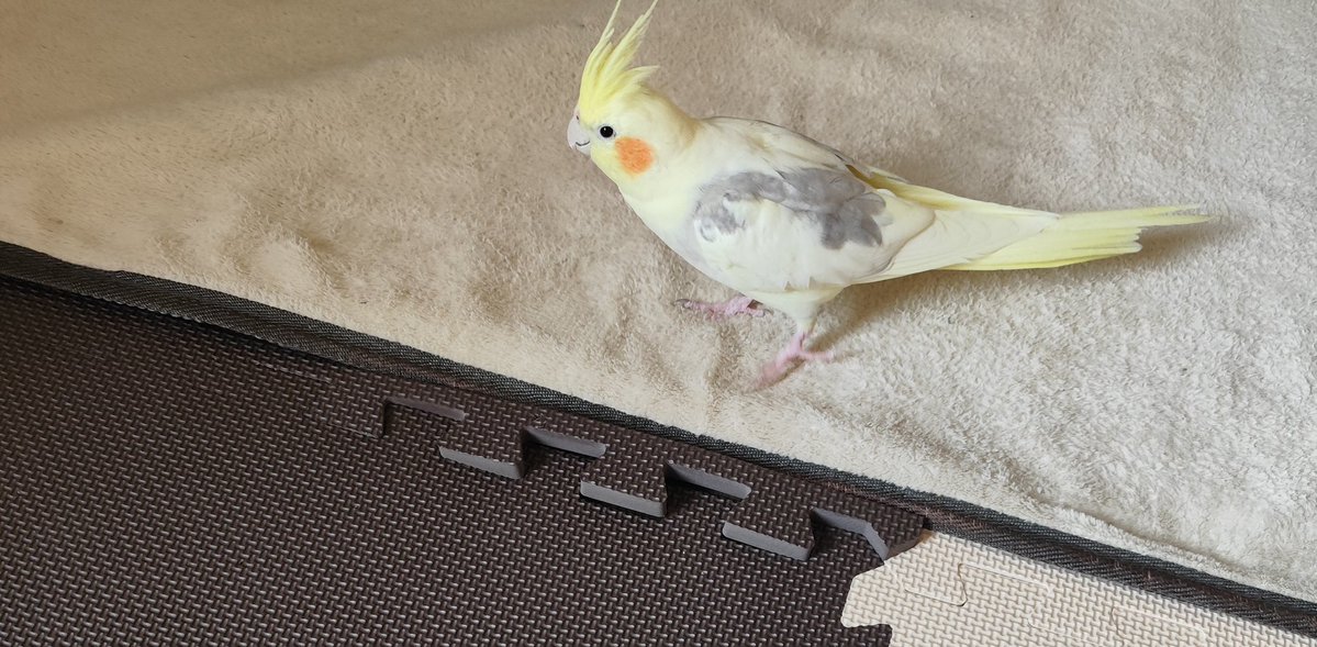 オカメインコ「掃除終わったって！早速、💩と🪶をつけよっと」
主「やめんかい」

Pasta likes the rug which I have cleaned. He makes it dirty right away.