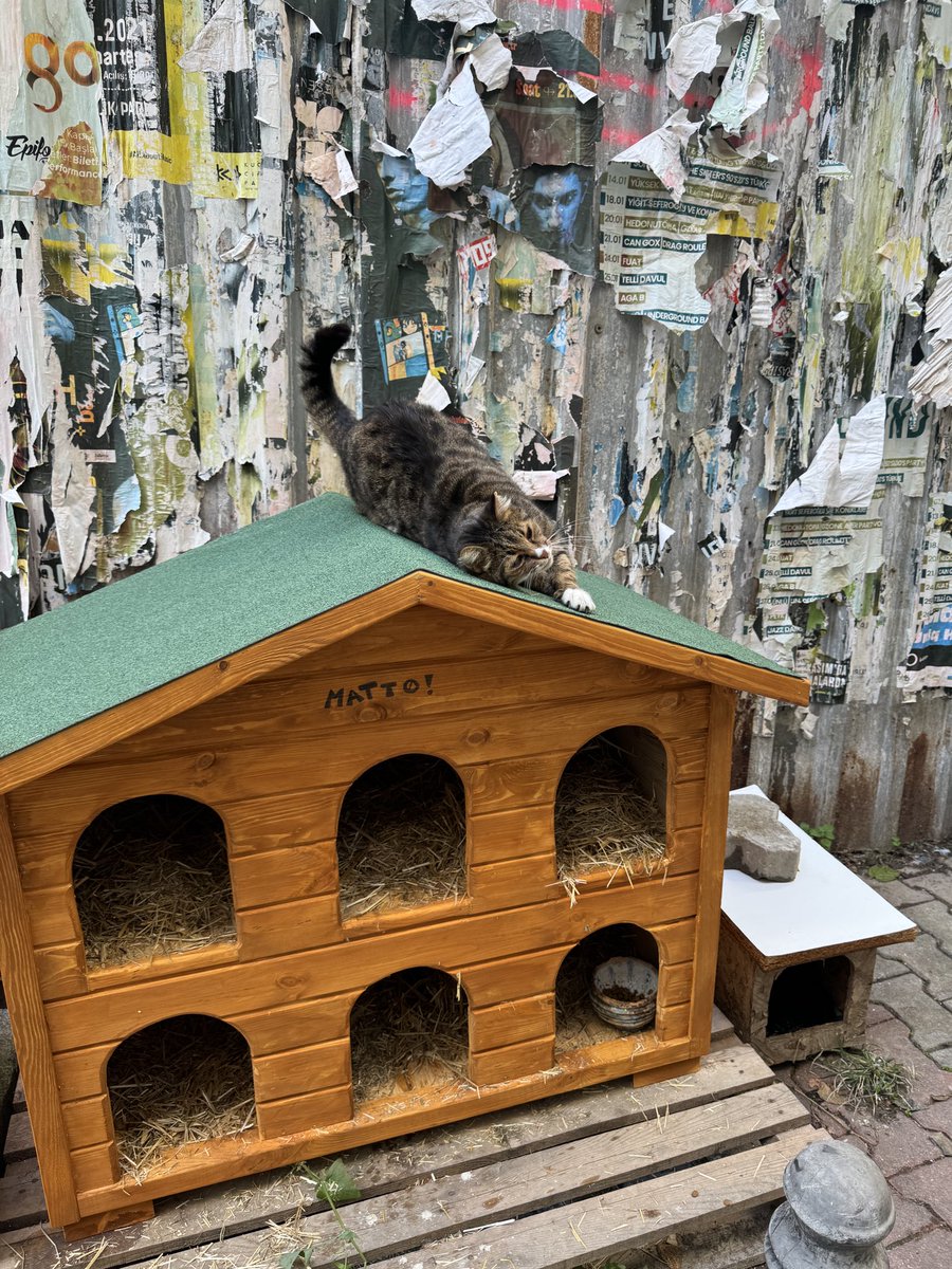 berfukiziltan's tweet photo. Belediyeniz, mahallelinin kendi imkânlarıyla ortaklaşa yaptırdığı kedi evini, sabahın köründe, kimseyle konuşmadan, adeta hırsız gibi alıp götürmüş.

Kaldırımı motorlar işgal ediyor, arkasında yıkık bir bina var, zaten kimse yürüyemiyor.
Ama sorun olarak görülen şey: sokak kedileri için konulmuş bir kedi evi.

Kadıköy Belediyesi’nin öncelikleri gerçekten bu mu? @kadikoybelediye @mesutkosedagi