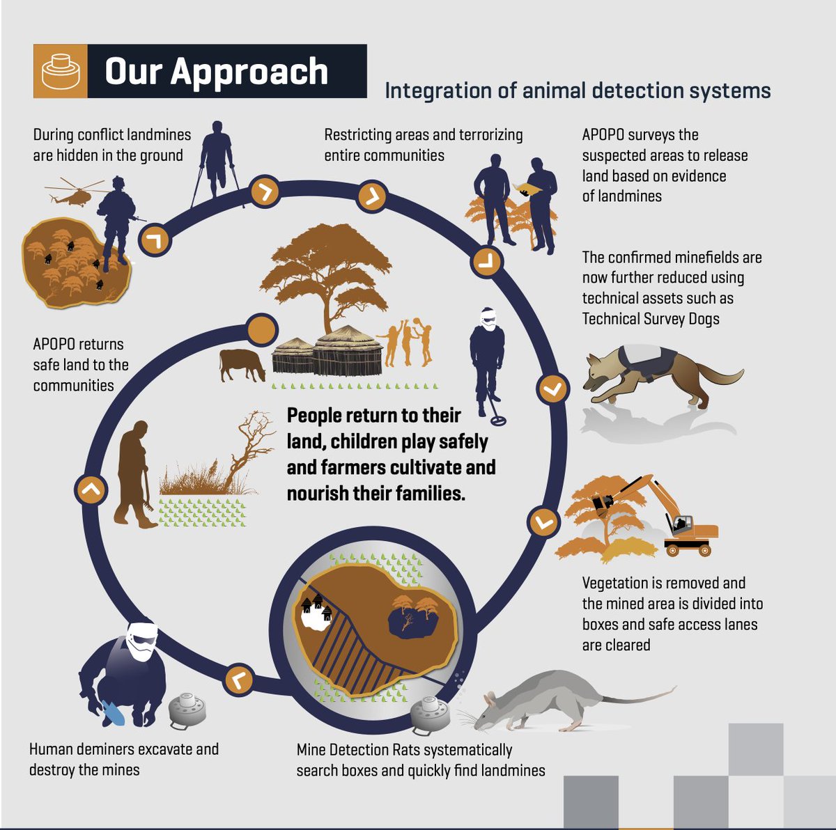 herorats's tweet image. "Land release" is the operational framework for survey and clearance done by #APOPO. 

The process combines different methods for a more efficient release of safe land to local communities. Take a look at APOPO's approach explained in the infographic.

#MineAction #SavingLives