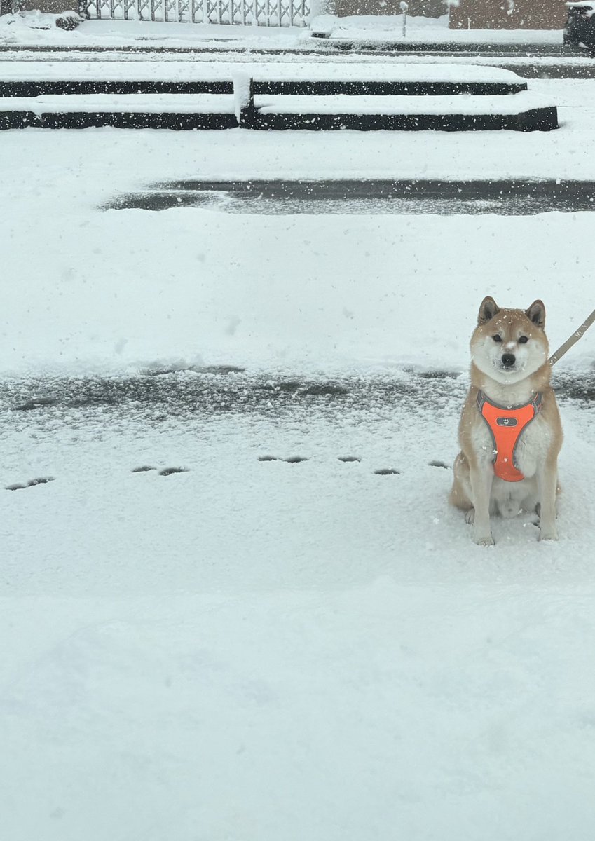 足跡があるから徒歩で来たんだね可愛いね