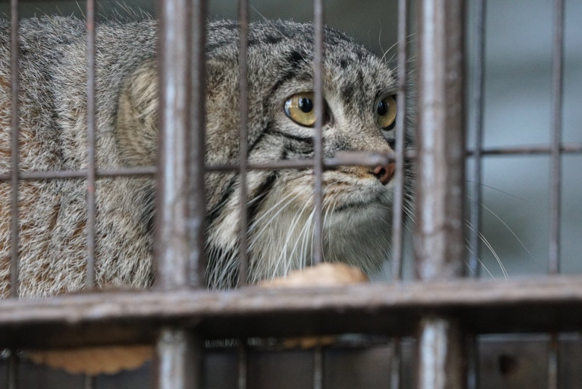 nekonoha_pso2's tweet image. #野毛山動物園
今回の目的であった上野から引っ越してきた #マヌルネコ
室内と行き来できるから見れるか不安だったけど、いっぱい外に出てきてくれた

#5Ax #α6300 tamrona067