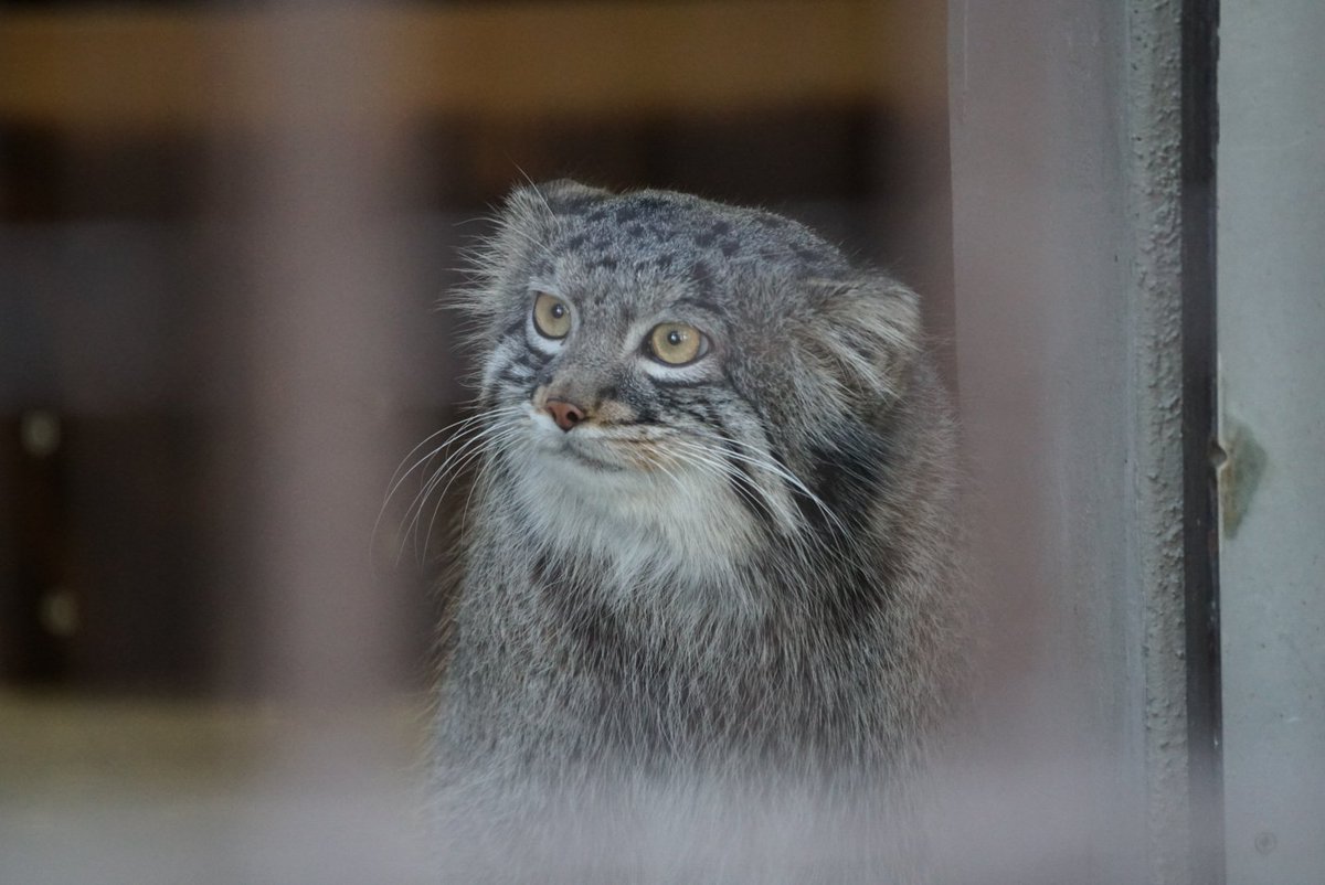 nekonoha_pso2's tweet image. #野毛山動物園
今回の目的であった上野から引っ越してきた #マヌルネコ
室内と行き来できるから見れるか不安だったけど、いっぱい外に出てきてくれた

#5Ax #α6300 tamrona067