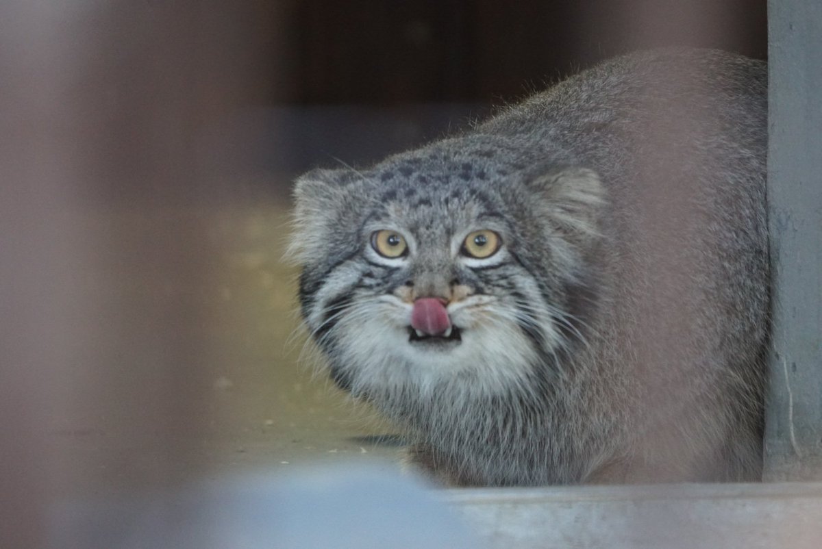 nekonoha_pso2's tweet image. #野毛山動物園
今回の目的であった上野から引っ越してきた #マヌルネコ
室内と行き来できるから見れるか不安だったけど、いっぱい外に出てきてくれた

#5Ax #α6300 tamrona067