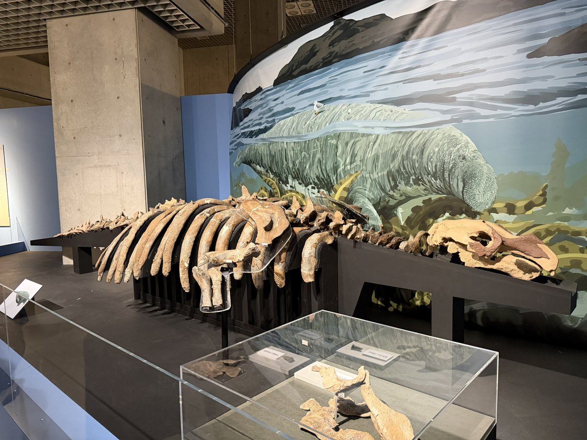 のけもの🐛 (@Nokemono_san) on X