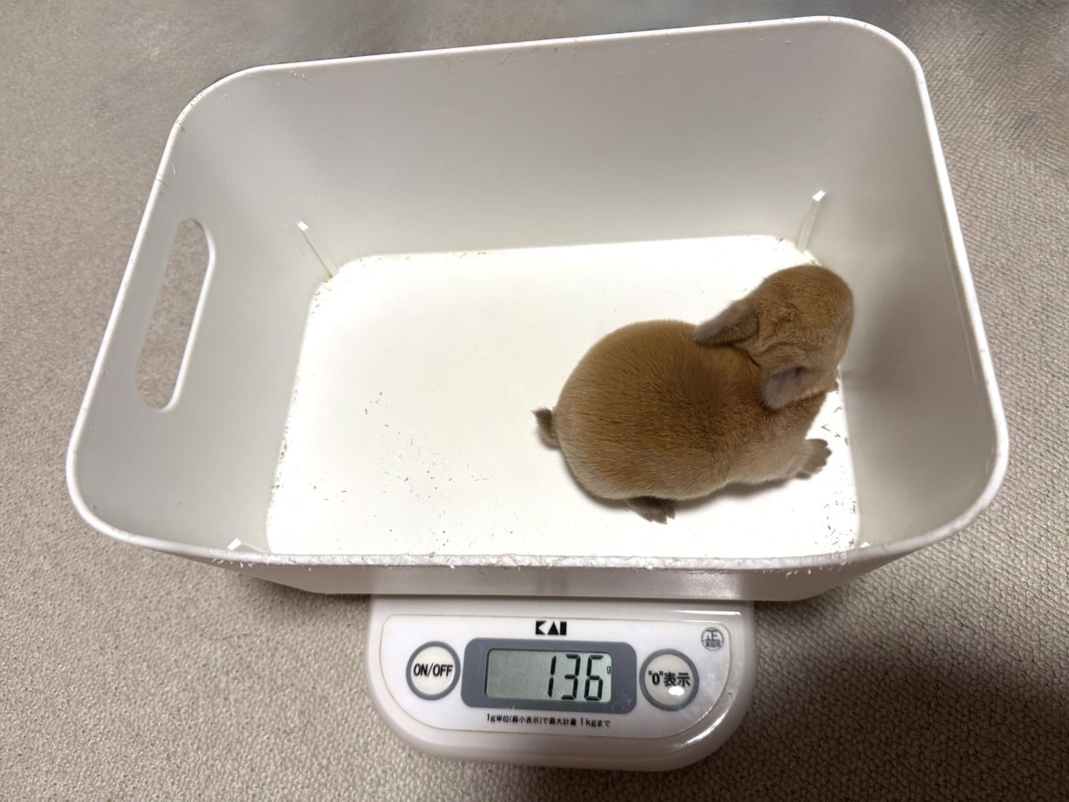 Mark207970804's tweet image. ←生後8日目　→生後約6ヶ月
わがままボディの女の子に🐰💕